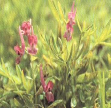 Sell  Corydalis Yanhusuo